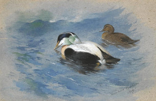 Archibald Thorburn - A Pair Of Eider Ducks.webp
