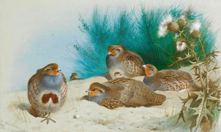Archibald Thorburn - English Partridge With Gorse And Thistles.webp