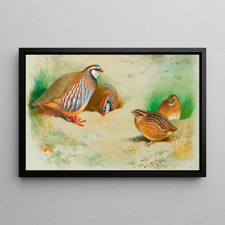 Archibald Thorburn - French Partridge And Chicks.webp