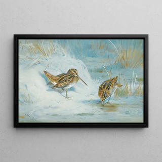 Archibald Thorburn - Frozen Out Snipe.webp