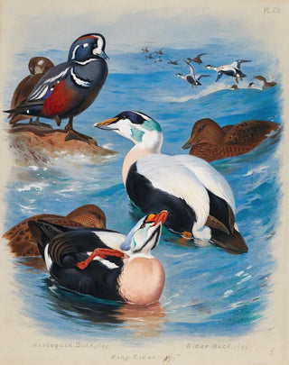 Archibald Thorburn - Harlequin And Eider Ducks.webp
