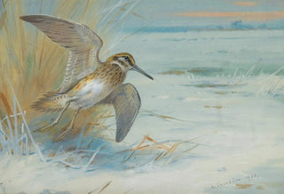 Archibald Thorburn - Jack Snipe Rising.webp