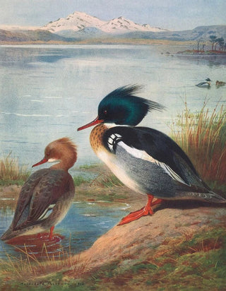 Archibald Thorburn - RedBreasted Merganser.webp