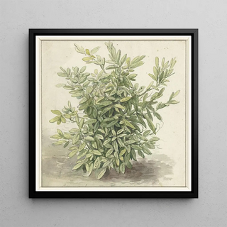 Anonymous - Studie van een laurierstruik.webp