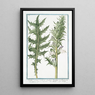 Giorgio Bonelli - Acanthus aculeatus Carduus Acanthus sive Branca Ursina spinosa Acanto Acante Butchers broom.webp