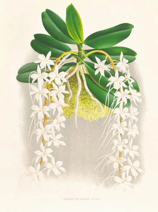 Jean Jules Linden - Angraecum ellisi.webp