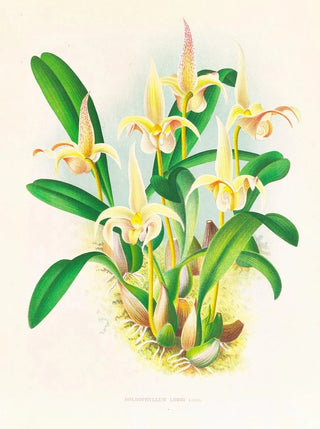 Jean Jules Linden - Bolbophyllum lobbi.webp