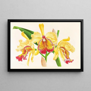 Jean Jules Linden - Cattleya Aurea.webp