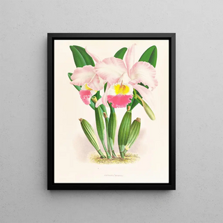 Jean Jules Linden - Cattleya Mendeli.webp