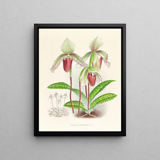 Jean Jules Linden - Cypripedium superbiens.webp