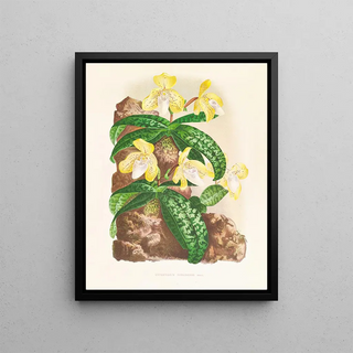 Jean Jules Linden - Cypripedium tonkinense.webp