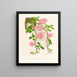 Jean Jules Linden - Dendrobium bracteosum.webp