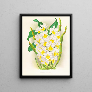 Jean Jules Linden - Dendrobium galliceanum.webp