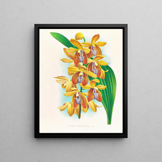 Jean Jules Linden - Houlletia brocklehurstiana.webp