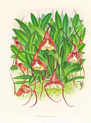 Jean Jules Linden - Masdevallia bella.webp
