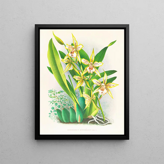 Jean Jules Linden - Odontoglossum duvivierianum.webp