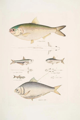 John Edward Gray - 1 2 Indian Herring Clupea Indica 2 High Backed Bristle Herring Chatoessus altus 3 4 Motius Herring Clupea Motius.webp