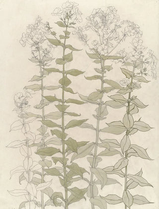 Julie de Graag - Studies van flox.webp