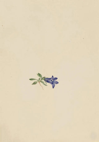 Mary Vaux Walcott - Alpine Harebell.webp