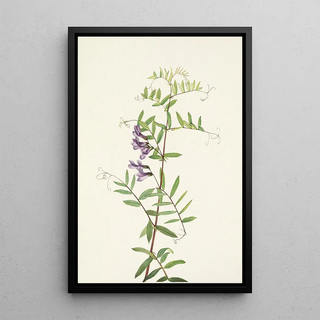 Mary Vaux Walcott - American Vetch Vicia americana.webp