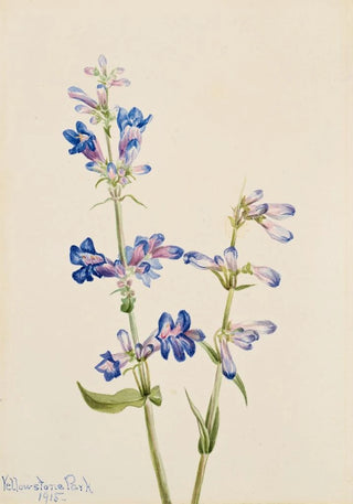 Mary Vaux Walcott - Blue BeardTongue Pentstemon.webp