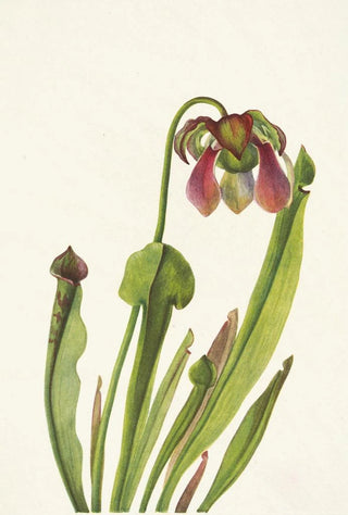 Mary Vaux Walcott - Catesby Pitcherplant Sarracenia catesbaei.webp