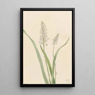 Mary Vaux Walcott - Crowpoison Chrosperma muscaetoxicum.webp