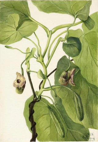 Mary Vaux Walcott - Dutchmans Pipe.webp
