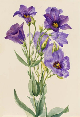 Mary Vaux Walcott - Eustoma russelianum.webp