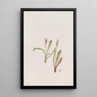 Mary Vaux Walcott - False Dandelion Agoseris carnea.webp