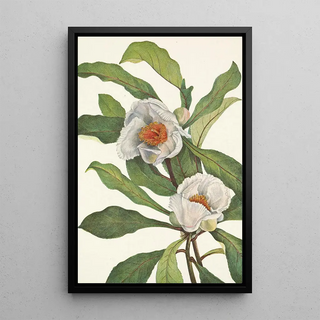 Mary Vaux Walcott - Franklinia Pranklinia alatamaha.webp
