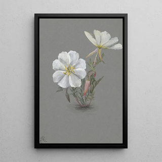 Mary Vaux Walcott - Giant Helleborine Epipactia gigantea.webp