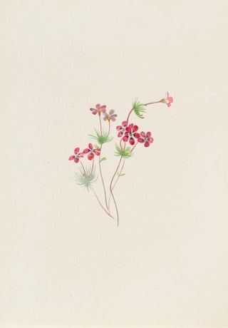 Mary Vaux Walcott - Gilia linanthus parviflorus.webp