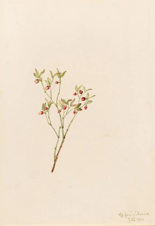 Mary Vaux Walcott - Grouse Whortleberry Vaccinum scoparium.webp