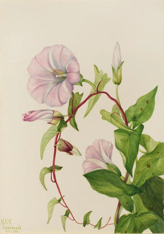 Mary Vaux Walcott - Hedge Bindweed Calystegia Convolvulus sepium.webp