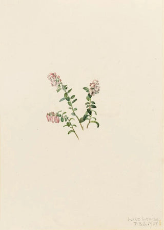 Mary Vaux Walcott - Mountain Cranberry Vaccinium vitisidaea minus.webp