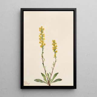 Mary Vaux Walcott - Mountain Goldenrod Solidago oreophila.webp