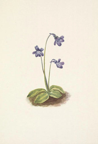 Mary Vaux Walcott - Northern Butterwort Pinguicula vulgaris.webp
