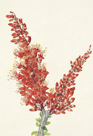 Mary Vaux Walcott - Ocotillo Fouquieria splendens.webp