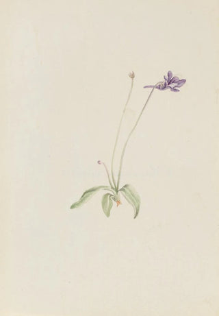 Mary Vaux Walcott - Pinguicula vulgaris.webp
