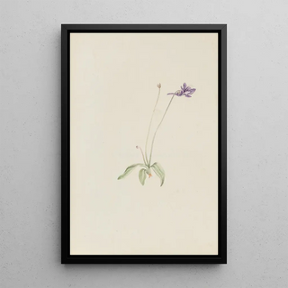 Mary Vaux Walcott - Pinguicula vulgaris.webp