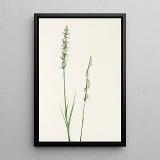 Mary Vaux Walcott - Pitcherplant Sarracenia purpurea.webp