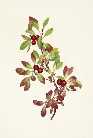 Mary Vaux Walcott - Ptarmiganberry Arctous alpina.webp
