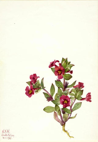 Mary Vaux Walcott - Purple MonkeyFlower Mimulus bigelovii.webp