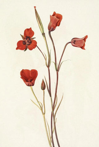 Mary Vaux Walcott - Scarlet Mariposa Calochortus kennedyi.webp