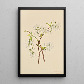 Mary Vaux Walcott - Shadbush Amelianchier oblongifolia.webp