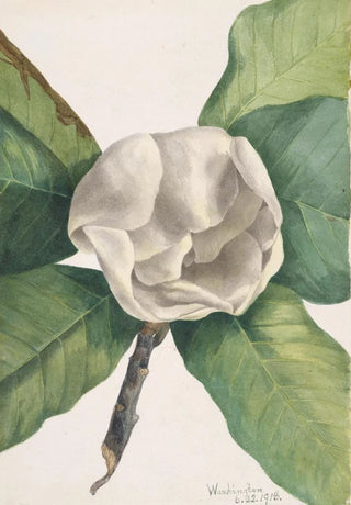Mary Vaux Walcott - Southern Magnolia Magnolia grandiflora.webp