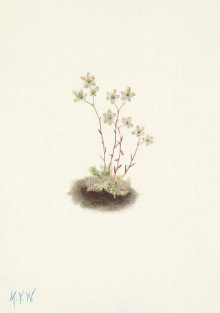 Mary Vaux Walcott - Spotted Saxifrage Saxifraga bronchialis.webp