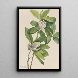 Mary Vaux Walcott - Swamp Magnolia Magnolia virginiana.webp