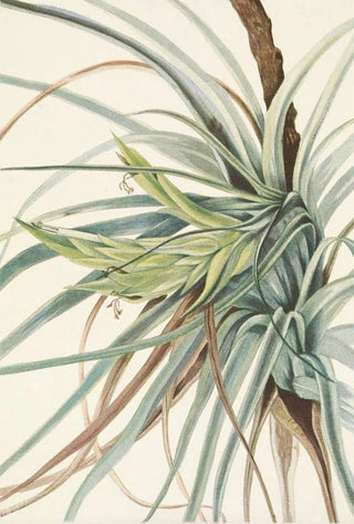 Mary Vaux Walcott - Tillandsia Tillandsia fasciculata.webp